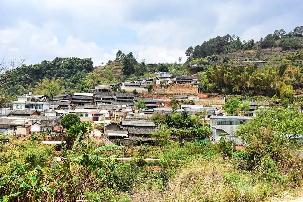 2021年正氣塘古樹秋茶特點(diǎn)是什么？