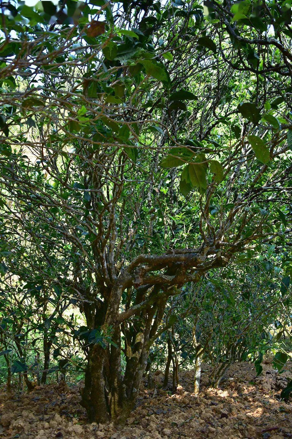 2021年正氣塘古樹(shù)秋茶口感是什么？