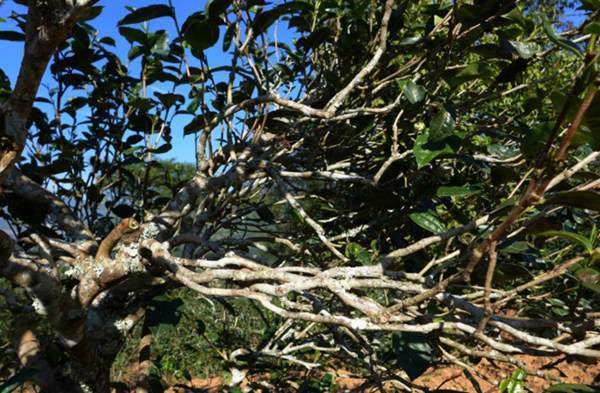 2021年正氣塘古樹秋茶花蜜香氣盈盈，冰糖甜韻深邃！