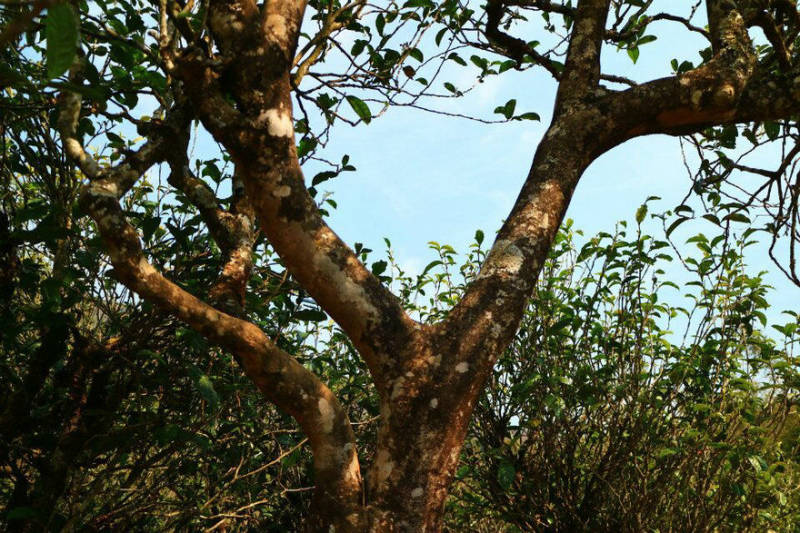 2021年冰島南迫古樹秋茶口感？