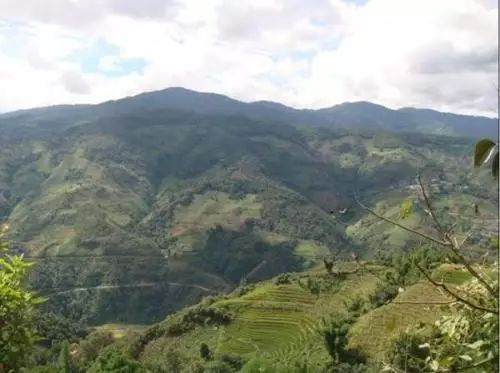 2021年冰島南迫古樹(shù)秋茶價(jià)格是多少?