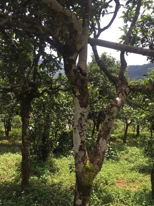 2021年冰島地界古樹秋茶口感？