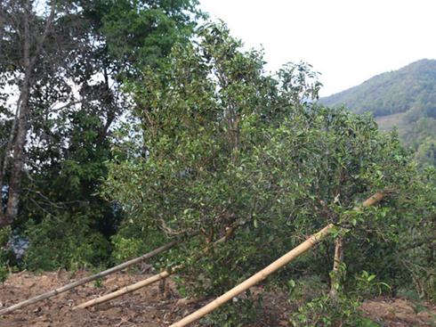 2021年冰島壩歪古樹秋茶茶園詳解！