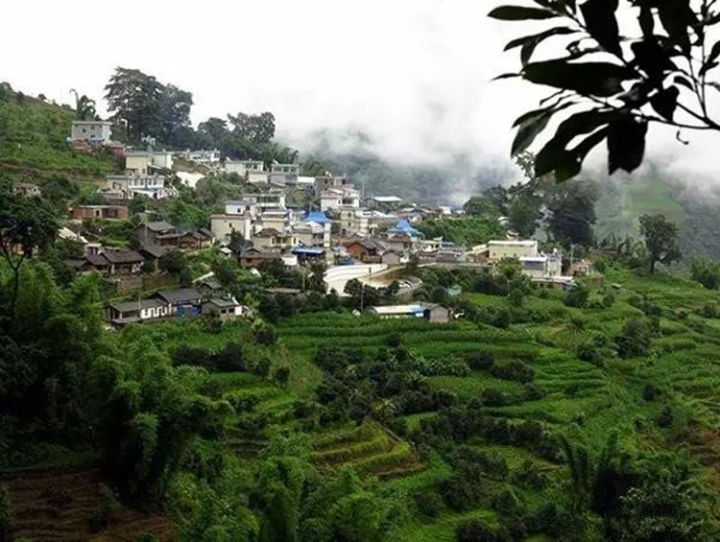 2021年冰島壩歪古樹秋茶口感？