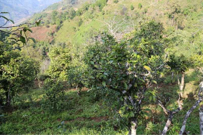 2021年冰島壩歪古樹秋茶，飲盡蘭花香，舒心又暢懷