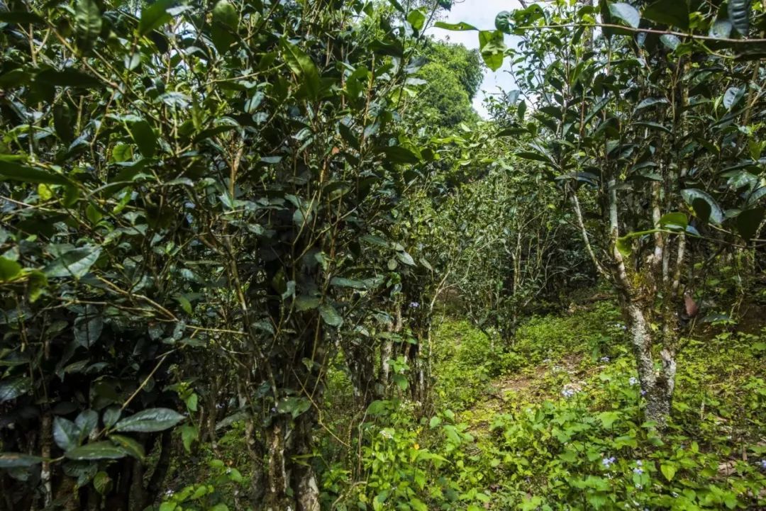 2021年冰島糯伍古樹(shù)秋茶口感是什么？