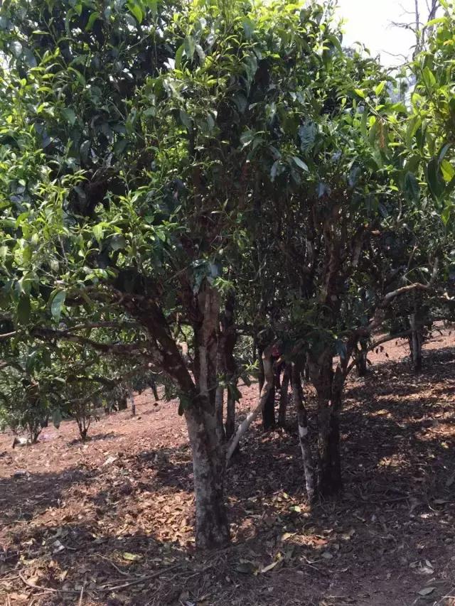 2021年冰島糯伍古樹秋茶特點？