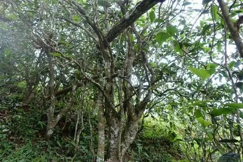 2021年昔歸古樹(shù)秋茶特點(diǎn)是什么？