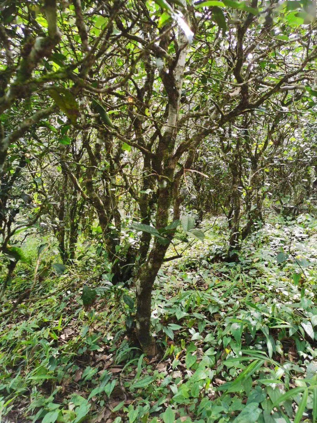 2021年昔歸古樹(shù)秋茶價(jià)格多少錢(qián)？