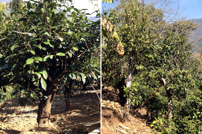 2021年忙肺古樹秋茶特點(diǎn)是什么？