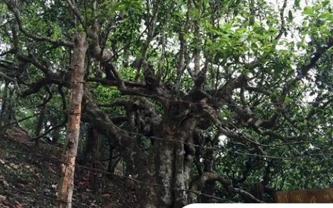 2021年忙肺古樹秋茶臨滄四大名茶之一！