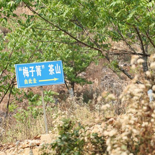 2021年梅子箐古樹秋茶口感！