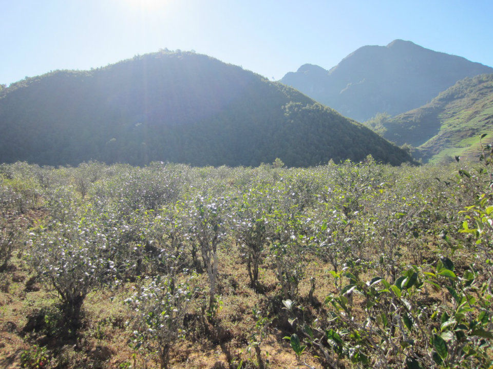 2021年梅子箐古樹秋茶普洱茶中的冰甜美人