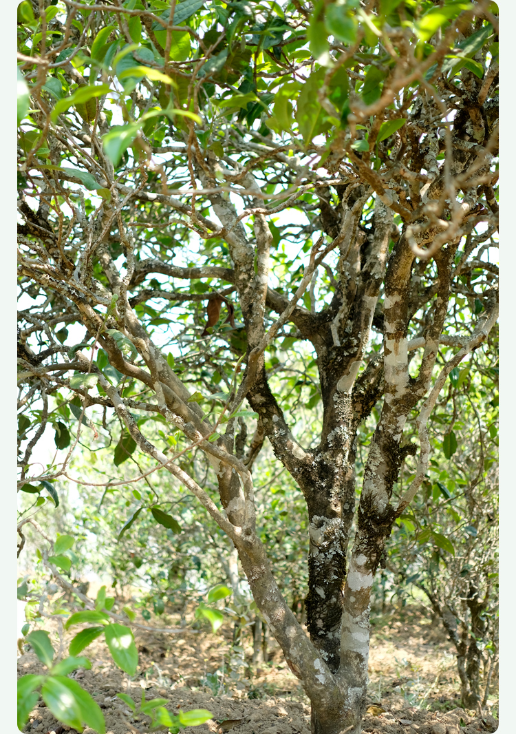 2021梅子箐古樹秋茶甜如冰島、香似昔歸:人間三月,怎么少得了梅子箐?