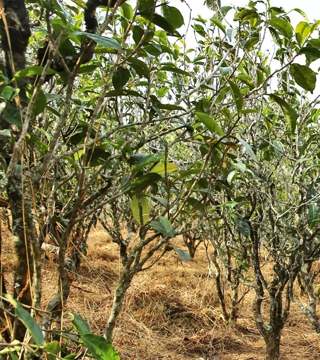 2021年巖子頭古樹秋茶口感是什么?