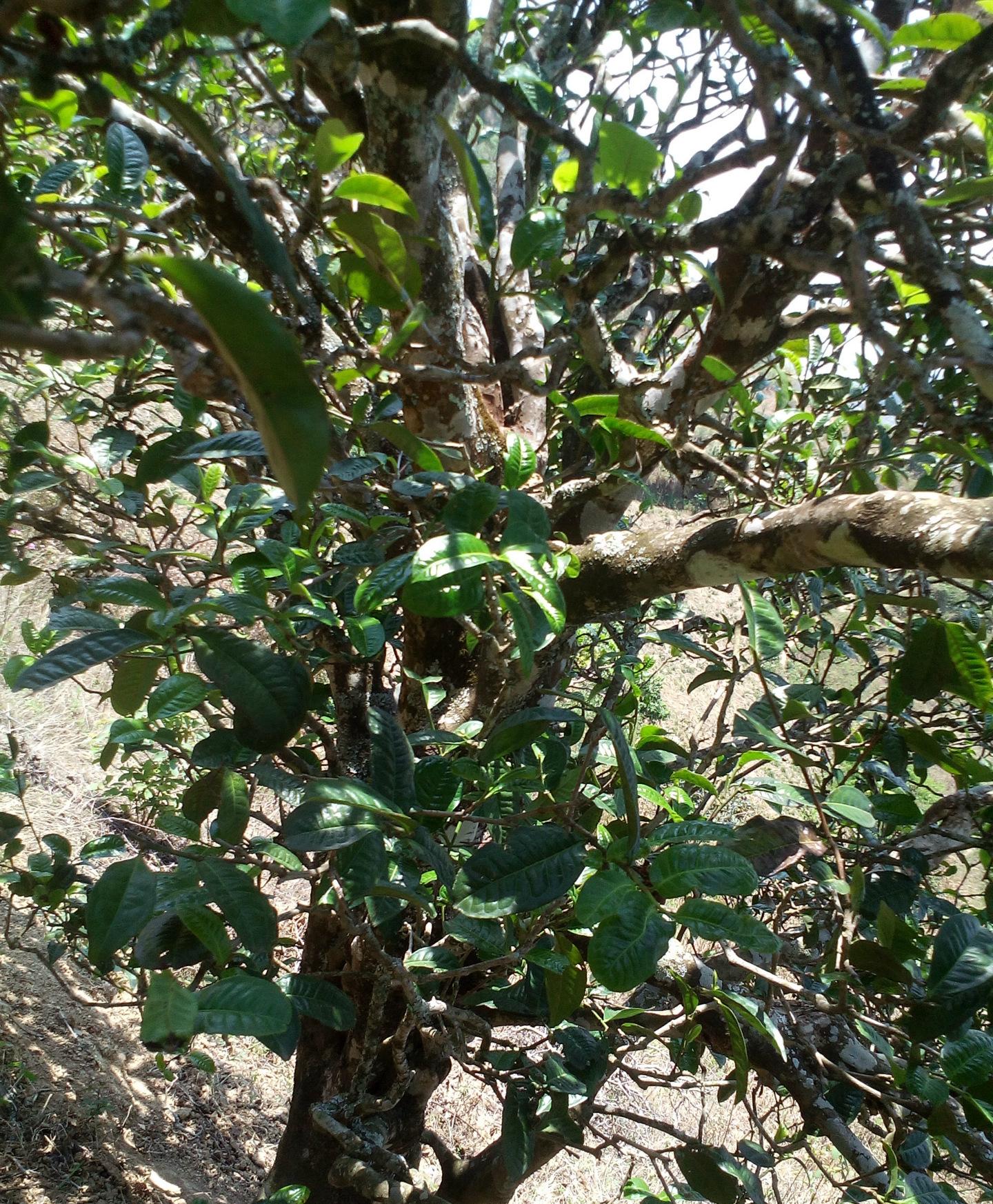 2021年巖子頭古樹秋茶特點？