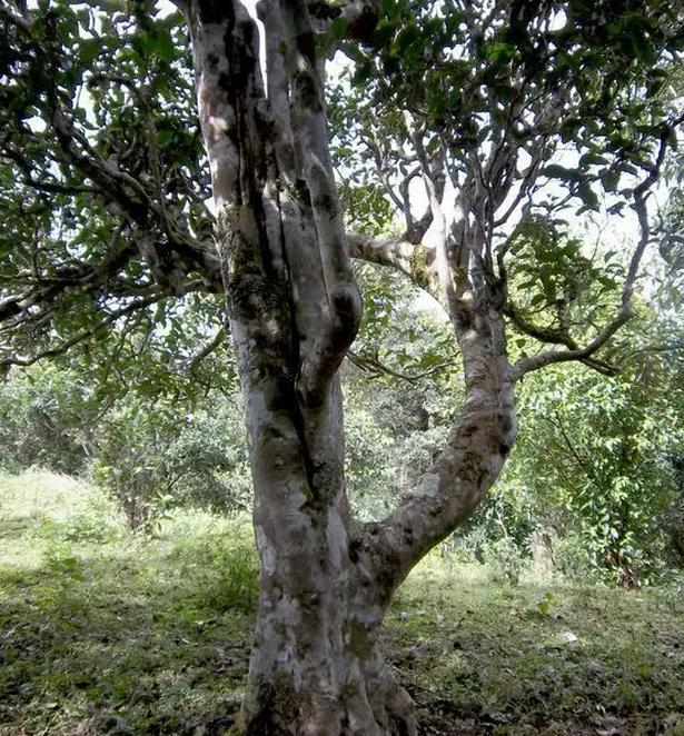 2021年巖子頭古樹秋茶，亂石出好茶！