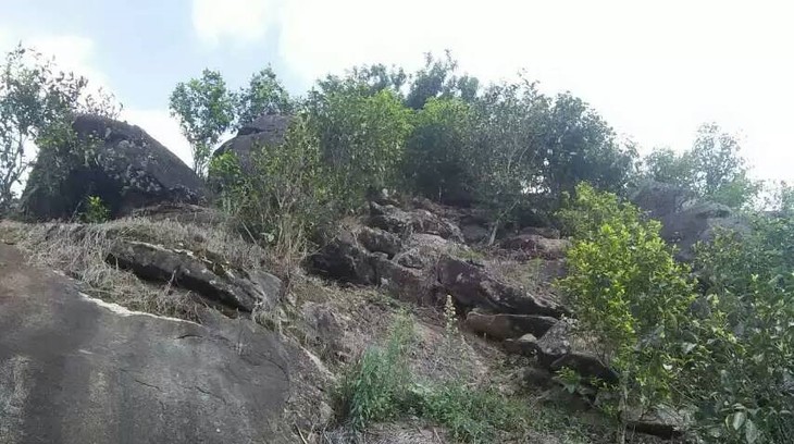 2021年巖子頭古樹秋茶內(nèi)含物質(zhì)可以和昔歸古樹毛茶相娉美·！