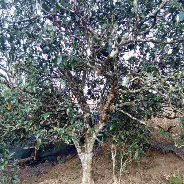 2021馬鞍山古樹(shù)秋茶口感？