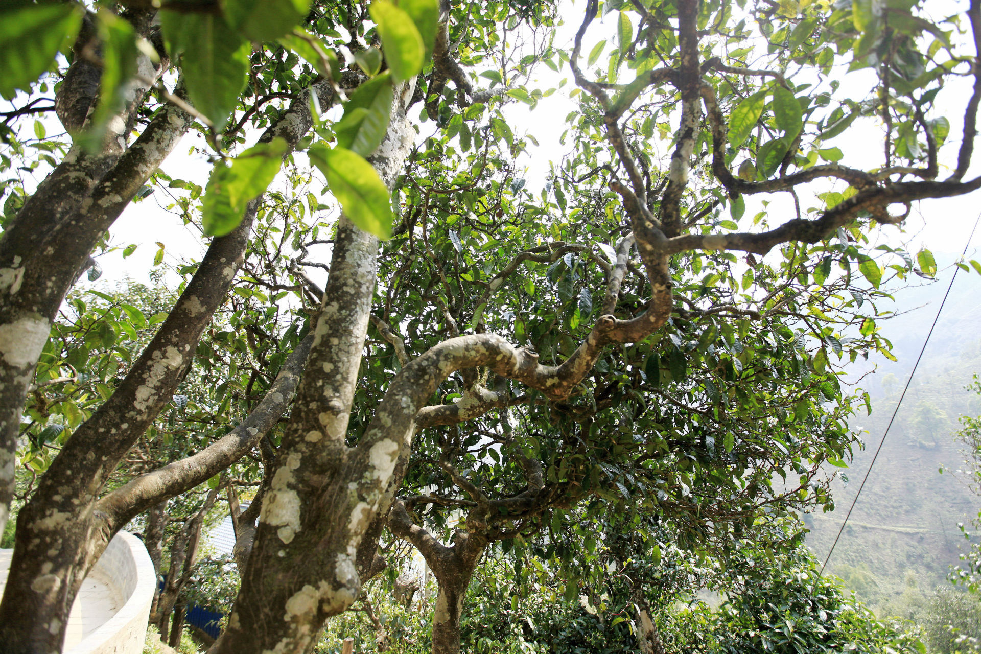 2021年馬鞍山古樹秋茶價值如何？