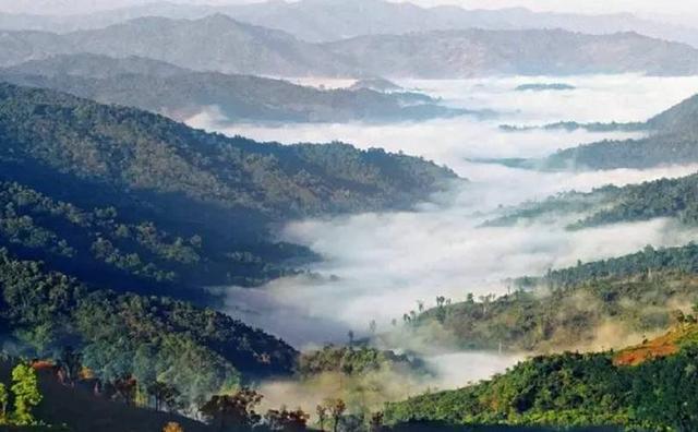 2021白鶯山古樹秋茶特點(diǎn)？