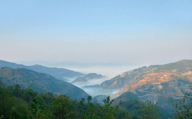 2021年白鶯山古樹(shù)秋茶白鶯聚居之地，普洱茶樹(shù)的天堂
