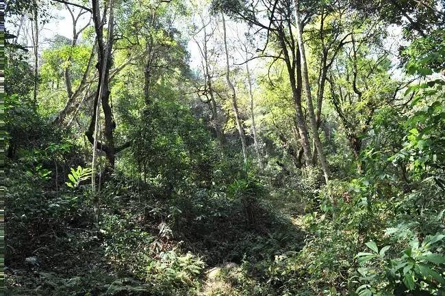 2021年老班章古樹秋茶特點？