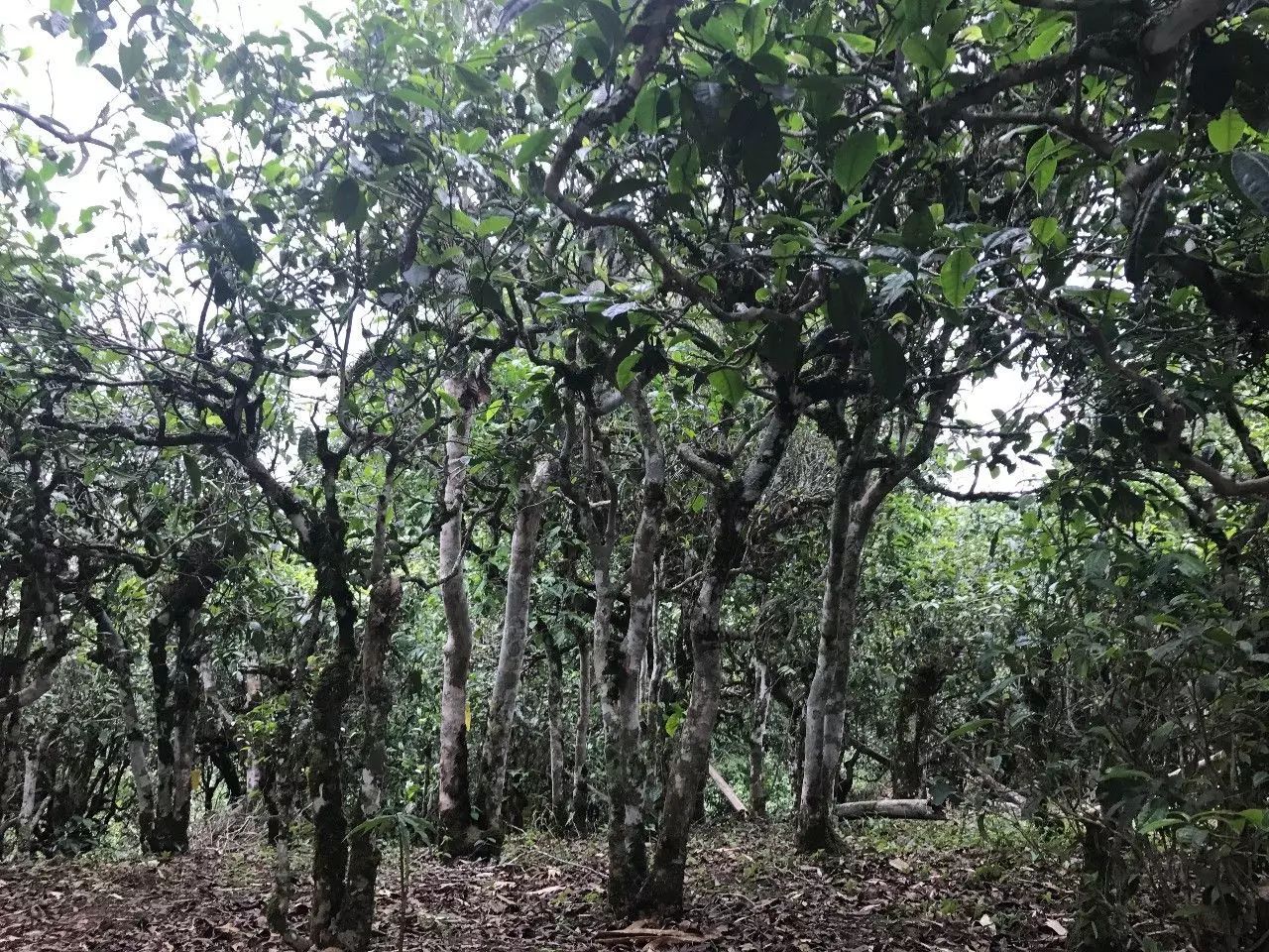 2021年老班章古樹秋茶口感是什么？