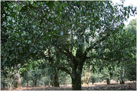 2021年老班章古樹(shù)秋茶多少錢(qián)一公斤？