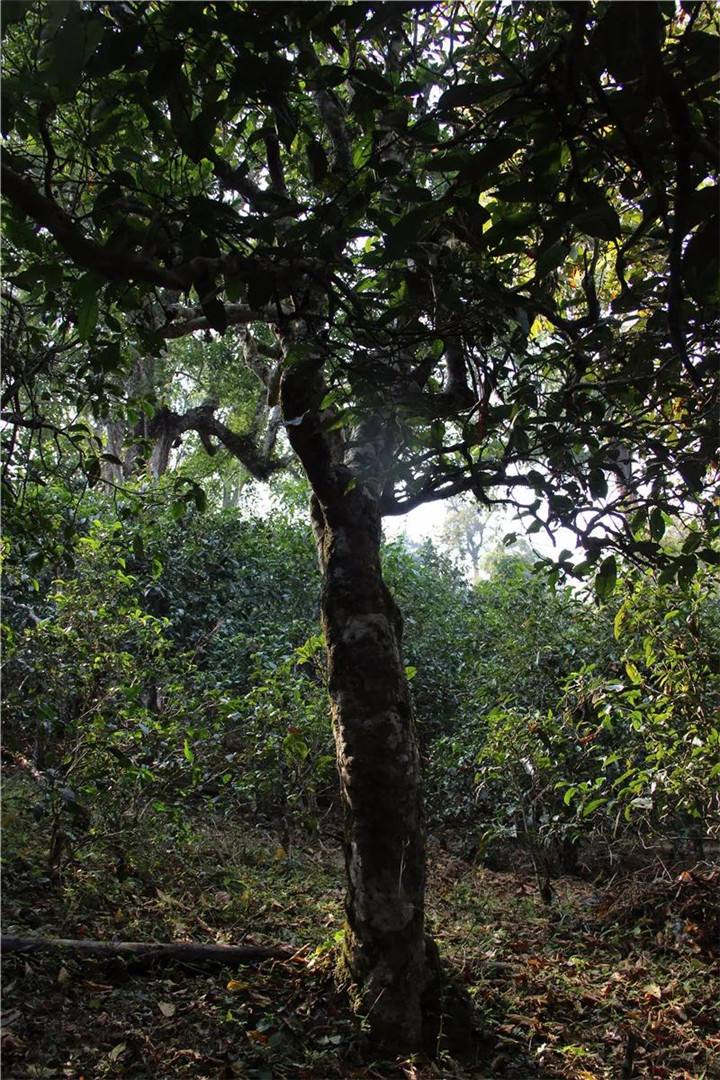 2021年老曼峨古樹(shù)秋茶口感是什么？