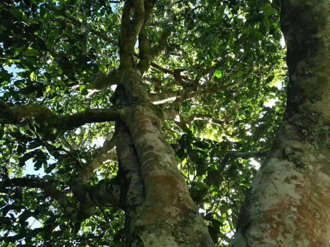 2021年班章茶區(qū)壩卡囡古樹秋茶特點(diǎn)？