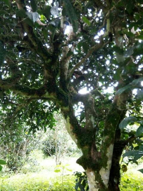 2021年班章茶區(qū)壩卡囡古樹(shù)秋茶多少錢一公斤？