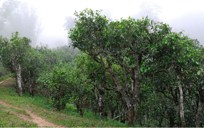 2021年班章茶區(qū)壩卡囡秋茶布朗茶系中的甜茶類！