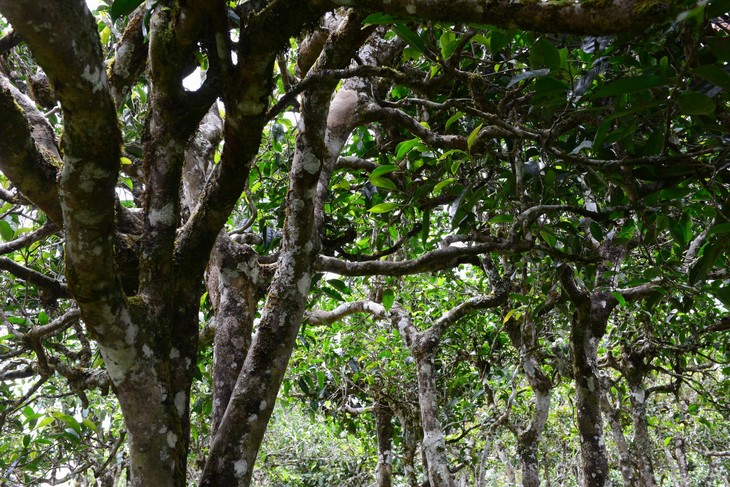 2021年布朗山班盆古樹秋茶價格？