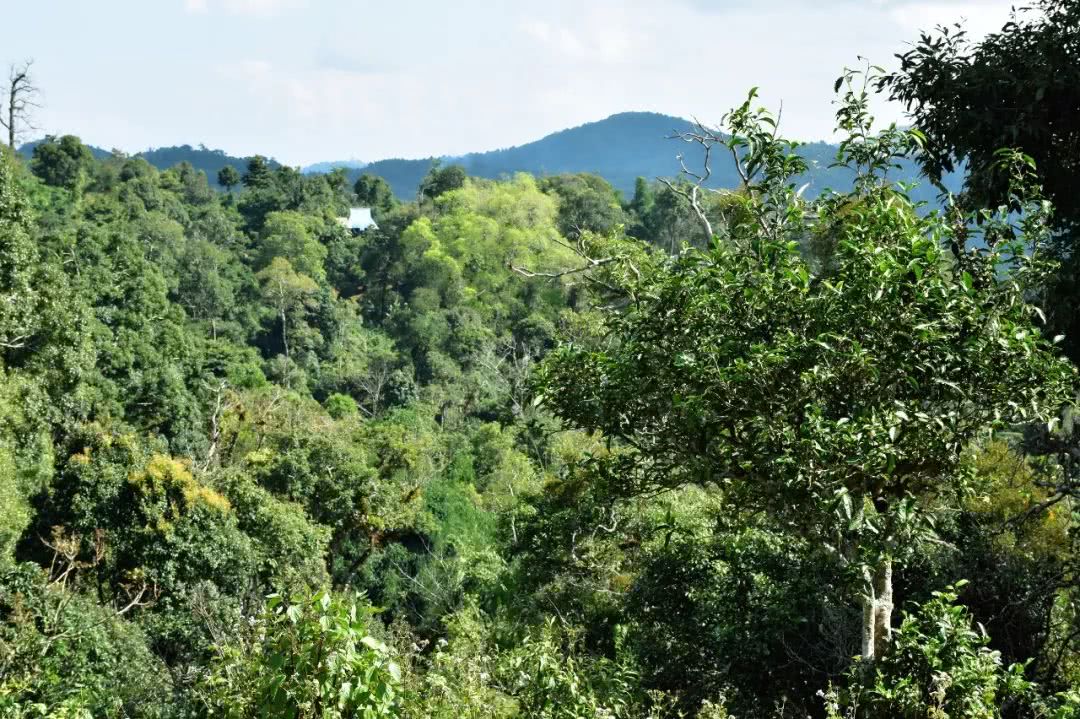 2021年賀開古樹秋茶品鑒實錄！