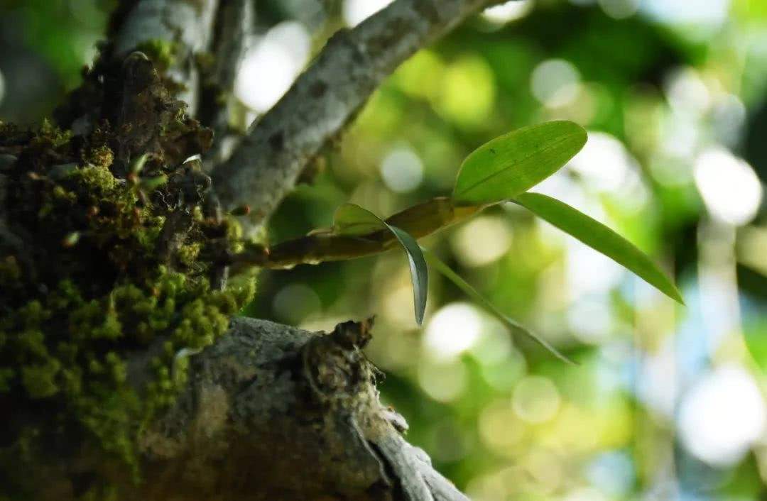 2021年賀開古樹秋茶多少錢一公斤？