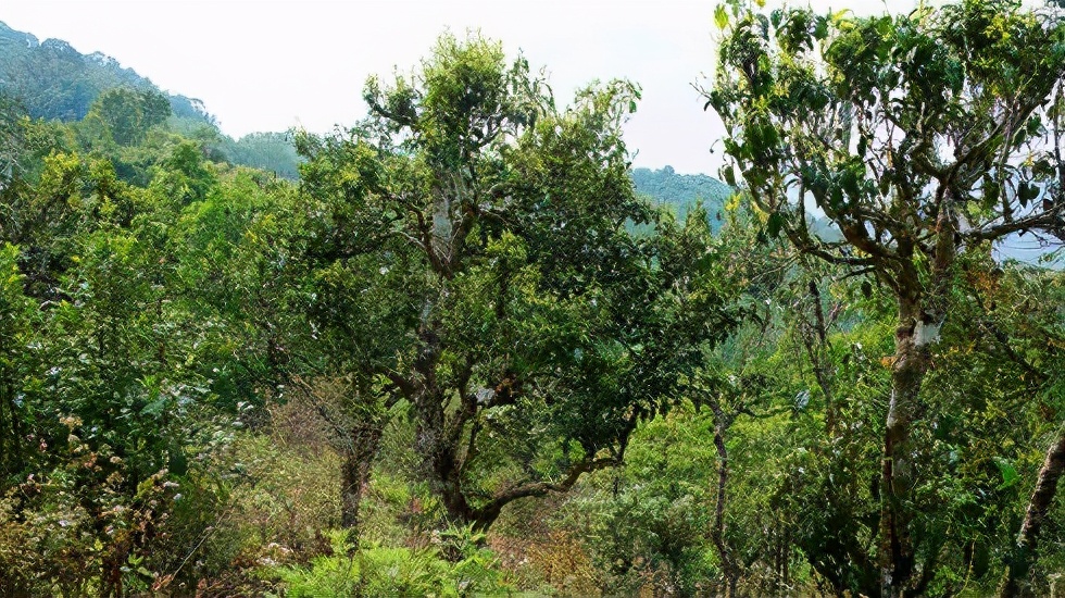 2021賀開古樹秋茶價(jià)格是多少？