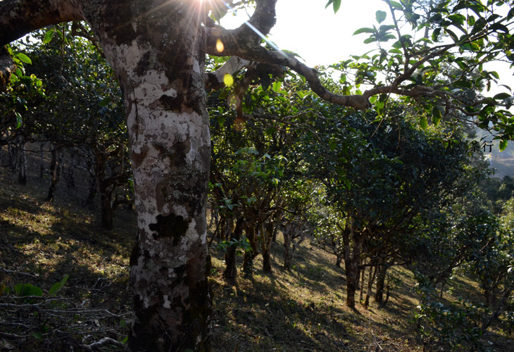 2021年班盆古樹秋茶特點？