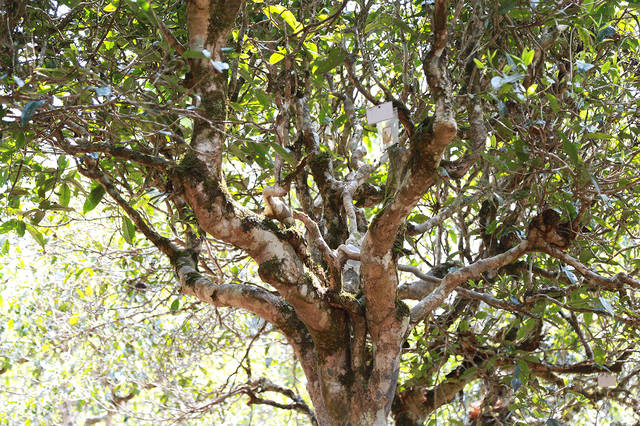 2021年班盆古樹(shù)秋茶口感？