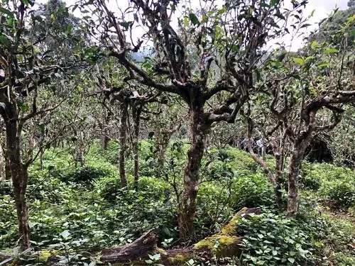 2021年班盆古樹秋茶多少錢一公斤？