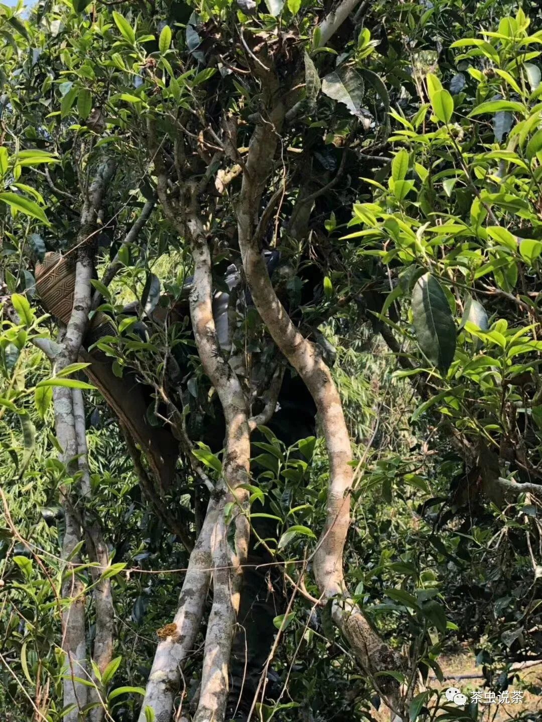 2021年廣別老寨古樹秋茶價格？