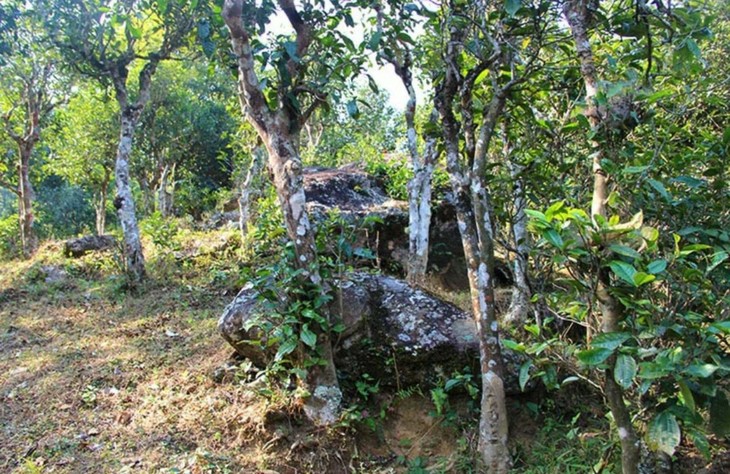 2021年勐宋那卡古樹(shù)秋茶特點(diǎn)？