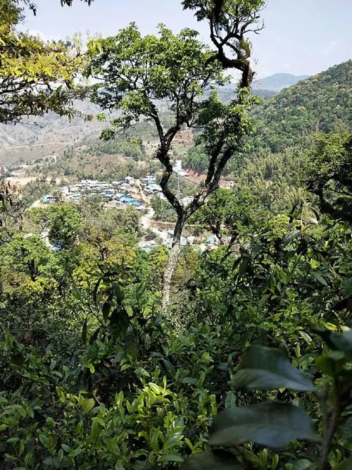 2021年勐宋那卡古樹(shù)秋茶價(jià)格？