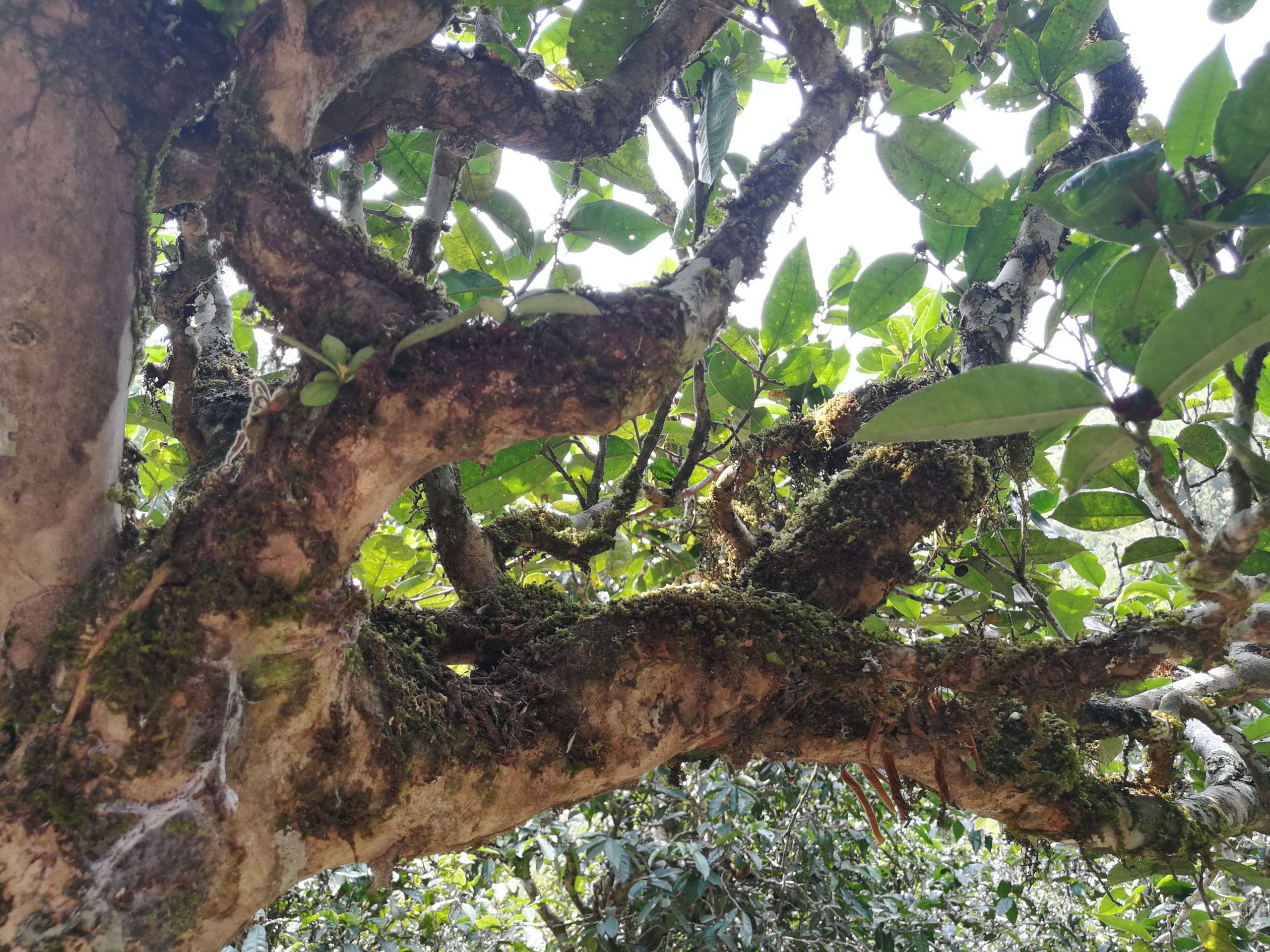 2021年勐宋那卡古樹秋茶多少錢一公斤？