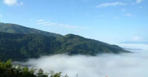 2021年滑竹梁子古樹品鑒實(shí)錄？