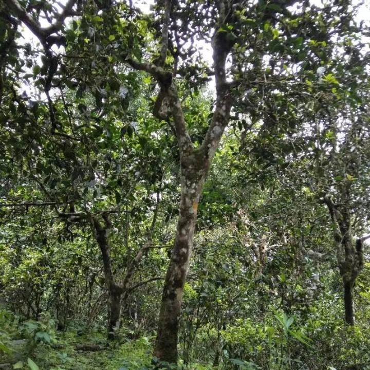 2021年巴達(dá)山章朗古樹秋茶口感？