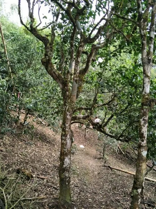 2021年巴達(dá)山章朗古樹秋茶價格？