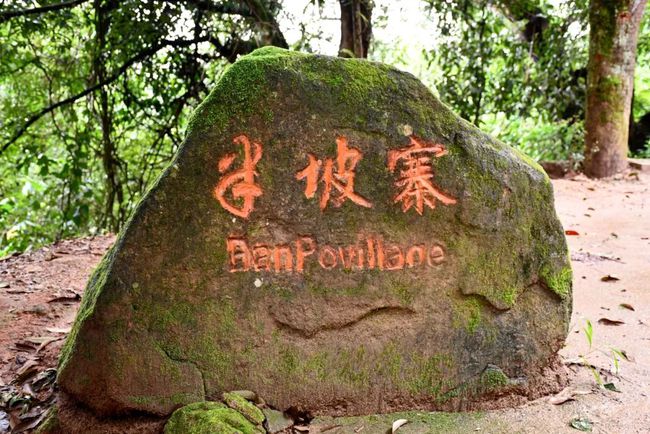 2021年南糯山半坡老寨古樹秋茶口感？