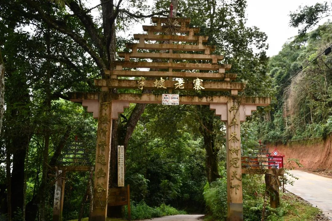 2021年南糯山半坡老寨古樹秋茶特點？