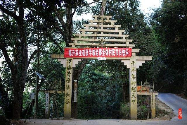 2021年南糯山半坡老寨古樹秋茶價格？